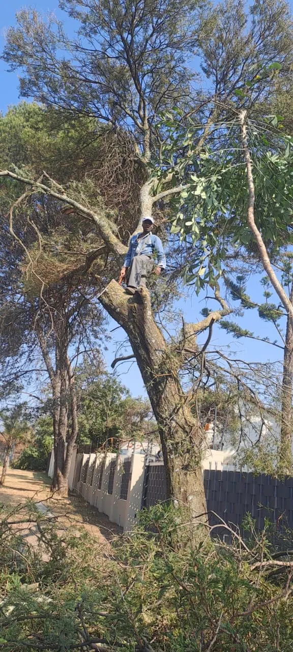 Tree Removal Costs Centurion